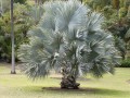 Bismarckia-Nobilis01.jpg