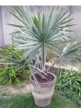 p.-bismarckia-nobilis-silver-star-3.jpg