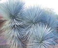 Yucca-rigida-Blue-Yucca-5.jpg