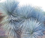Yucca Rigida 
