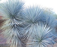 Yucca Rigida 