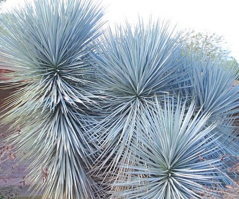 Yucca-rigida-Blue-Yucca-5.jpg