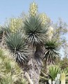 juka-rigida-yucca-rigida-3-nasiona.jpg