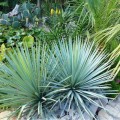 yucca rigida 2-794x794.jpg