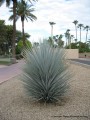 yucca_rigida_1.jpg