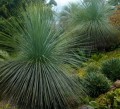 xanthorrhoea-glauca.jpg