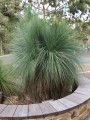 Xanthorrhoea_glauca_subsp_angustifolia.JPG