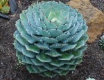 Agave Potatorum