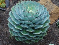 Agave Potatorum