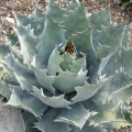 Agave-potatorum-Cameron-RSN-large.jpg