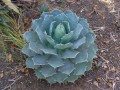 Agave_potatorum_var._verschaffelti_02.JPG