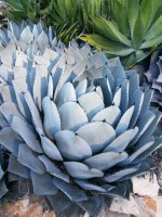Agave Parryi Subsp.Parryi