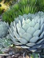 agave_parryi_01.jpg
