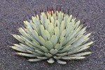 Agave Macroacantha