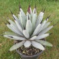 agave-macroacantha.jpg