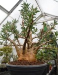 Pachypodium Saundersii 