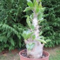 pachypodium-saundersii03.jpg