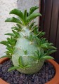 pachypodium-saundersii04.jpg