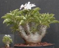 pachypodium-saundersii05.jpg