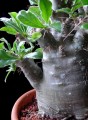 pachypodium-saundersii01.jpg
