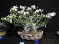 pachypodium-saundersii06.jpg