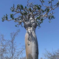 Pachypodium Mikea 