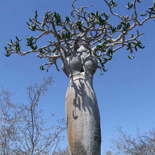 PachypodiumMikea-650x650.jpg