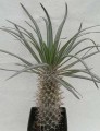 Pachypodium_mikea1.jpg