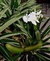 Rare-Succulent-Seeds-Pachypodium-lamerei-50.jpg