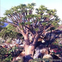 Pachypodium rutenbergianum var. rutenbergianum