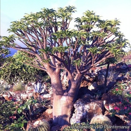 Pachypodium_rutenbergianum_28447_l.jpg