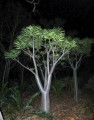 Pachypodium_rutenbergianum_28447_l02.jpg
