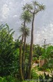 Pachypodium_rutenbergianum_var._lamerei_19789_l.jpg