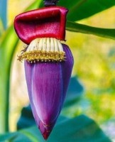 Musa Itinerans Burmese Blue 