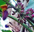 musaitineransburmese04.jpg