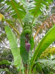 Musa Acuminata Subsp.Acuminata