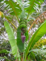 Musa Acuminata Subsp.Acuminata