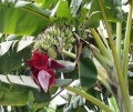Musaacuminata01.jpg