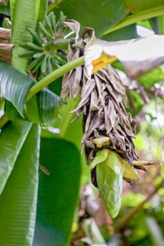 musa-sp-mt-popomanaseu-380x760.jpg