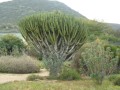 Euphorbiaingens02.JPG