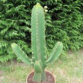 Euphorbiaingens04.jpg