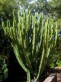 Euphorbiaingens05.jpg