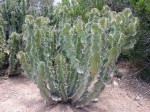 Euphorbia Grandicornis