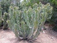 Euphorbia Grandicornis