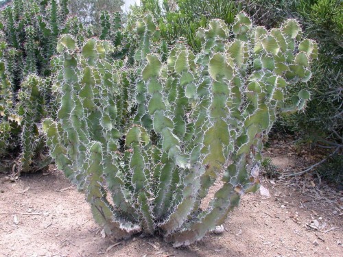 Euphorbia Grandicornis01.jpg