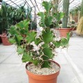 Euphorbia Grandicornis02.jpg