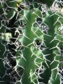 Euphorbia Grandicornis03.jpg