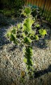 Euphorbia Grandicornis04.jpg