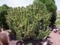 Euphorbia Grandicornis05.jpg