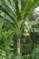 Ensete Glaucum